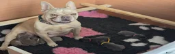 French Bulldog dogs for sale: 🧸Stunning French Bulldog puppies🧸😍🤎 - Advert 12