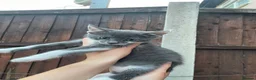 Mixed Breed cats for sale: Grey/black kittens looking for forever homes  - Advert 4