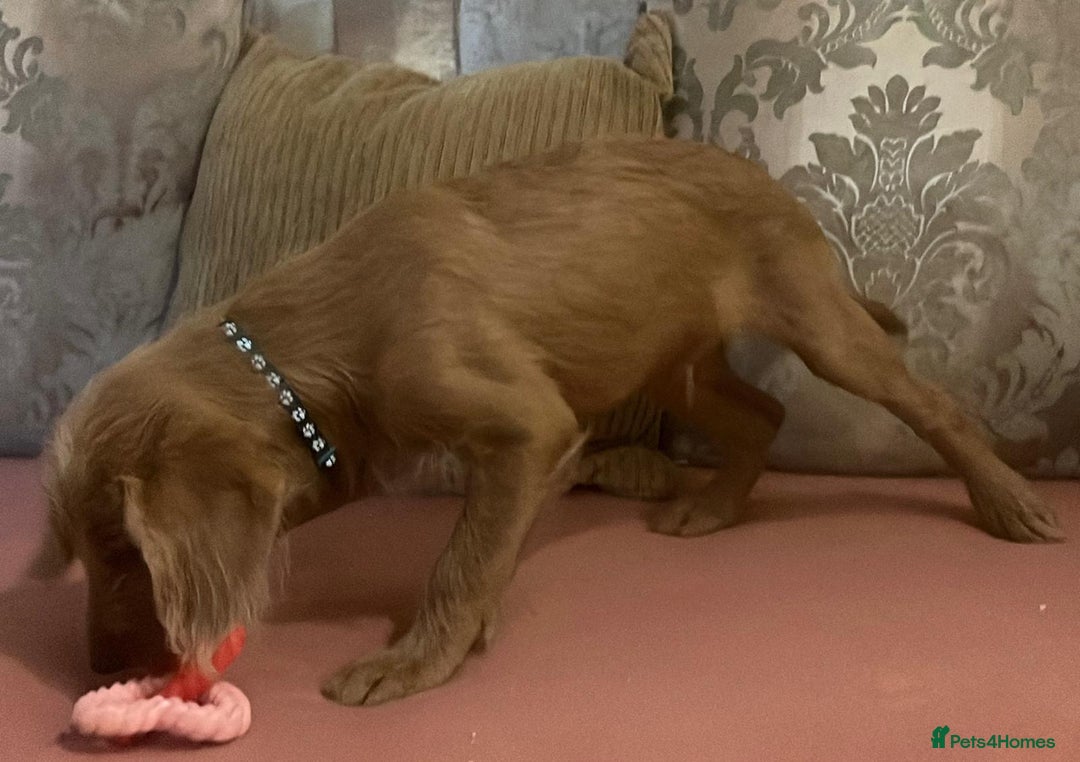 Labradoodle dogs for sale: Absolutely beautiful Labradoodles - Advert 24