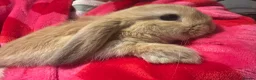 Mini Lop rabbits for sale: Mini lop rabbits raised indoors in home - Advert 8