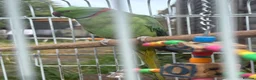 Ringnecks birds for sale: Male Indian Ringneck Parrot For Sale  in Birmingham - Advert 3
