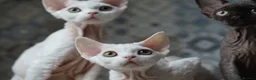 Devon Rex cats for sale: White Female Kitten Available 🤍 - Advert 14