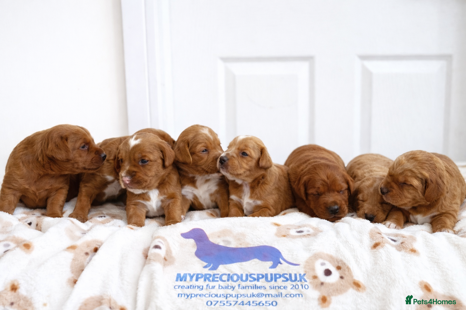 Labradoodle dogs 🧸Beautiful miniature F1 Labradoodles🧸  - Advert 9