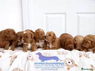 Labradoodle dogs 🧸Beautiful miniature F1 Labradoodles🧸 - Advert 9