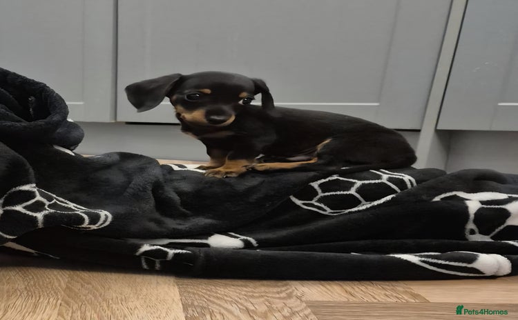 Miniature Dachshund dogs - Advert 9
