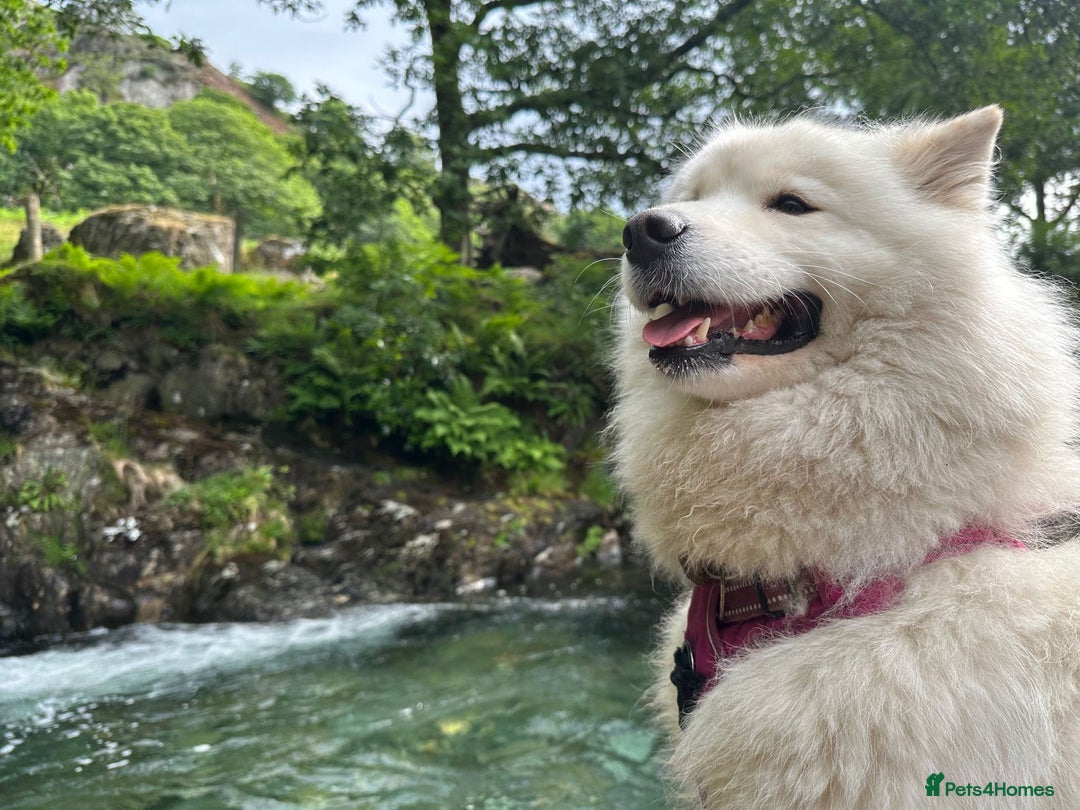 Samoyed dogs for sale: Adorable Samoyed puppies available to reserve!  - Advert 4