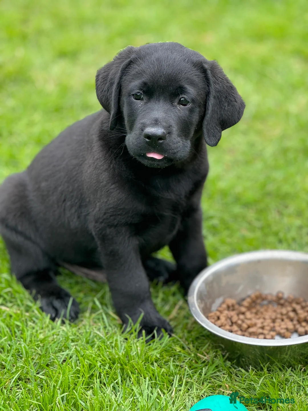 Labrador Retriever dogs for stud: Labrador, proven, health tested, show bred  - Advert 8