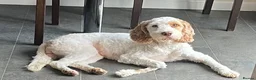 Cockapoo dogs for sale: Absolutely beautiful girl - Advert 14