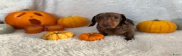 Miniature Dachshund dogs for sale: Miniature boy dachund  - Advert 1