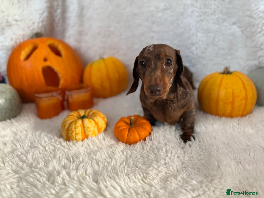 Miniature Dachshund dogs for sale: Miniature boy dachund  - Advert 1