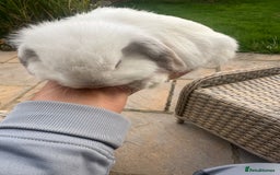 Mini Lop rabbits for sale: Gorgeous mini lop bucks available . - Image 4