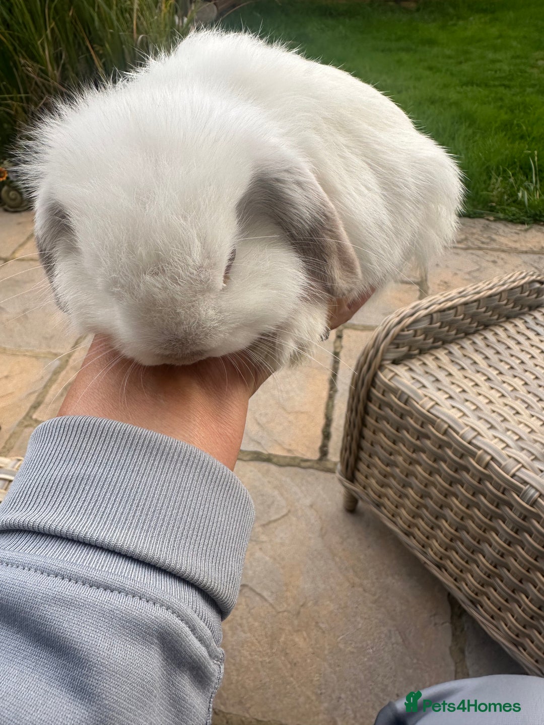 Mini Lop rabbits for sale: Gorgeous mini lop bucks available . - Image 4