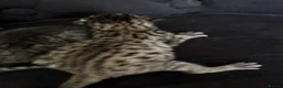 Savannah cats for sale: Striking savannah kittens silver & black/gold - Advert 5