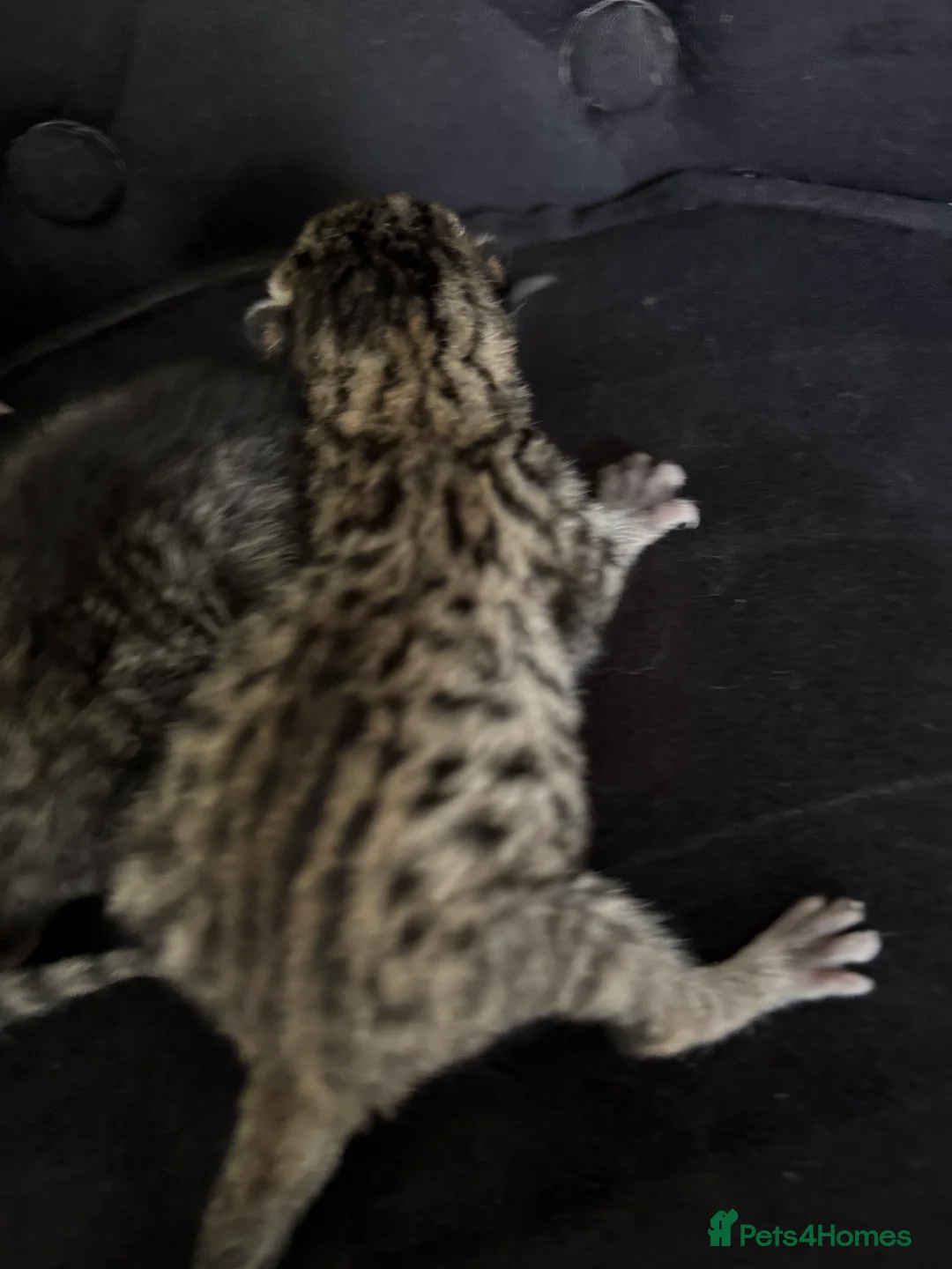 Savannah cats for sale: Striking savannah kittens silver & black/gold - Advert 5