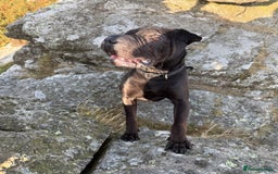 Mixed Breed dogs for sale: 2 year old Sharweiler (Sharpei x Rottweiler) - Image 2