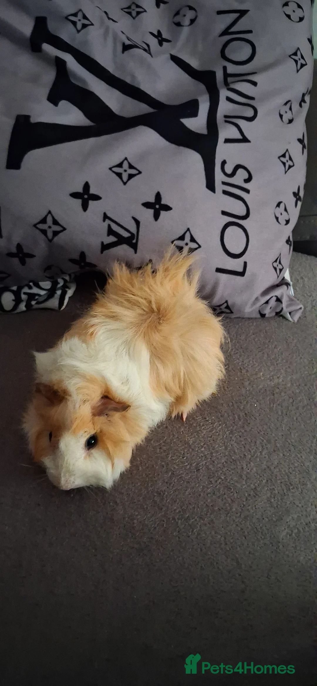 Guinea Pig rodents for sale: Baby boy guinea pigs - Advert 5