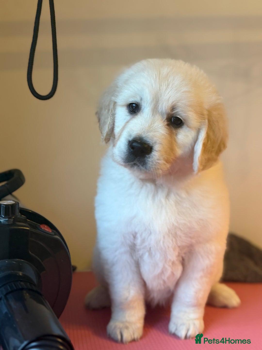 Golden Retriever dogs for sale:  FULLY HEALTH TESTED PARENTS - Advert 3