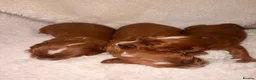 Cavapoo dogs for sale: Deep red white marking toy cavapoo puppy’s  in Kingswinford - Advert 6