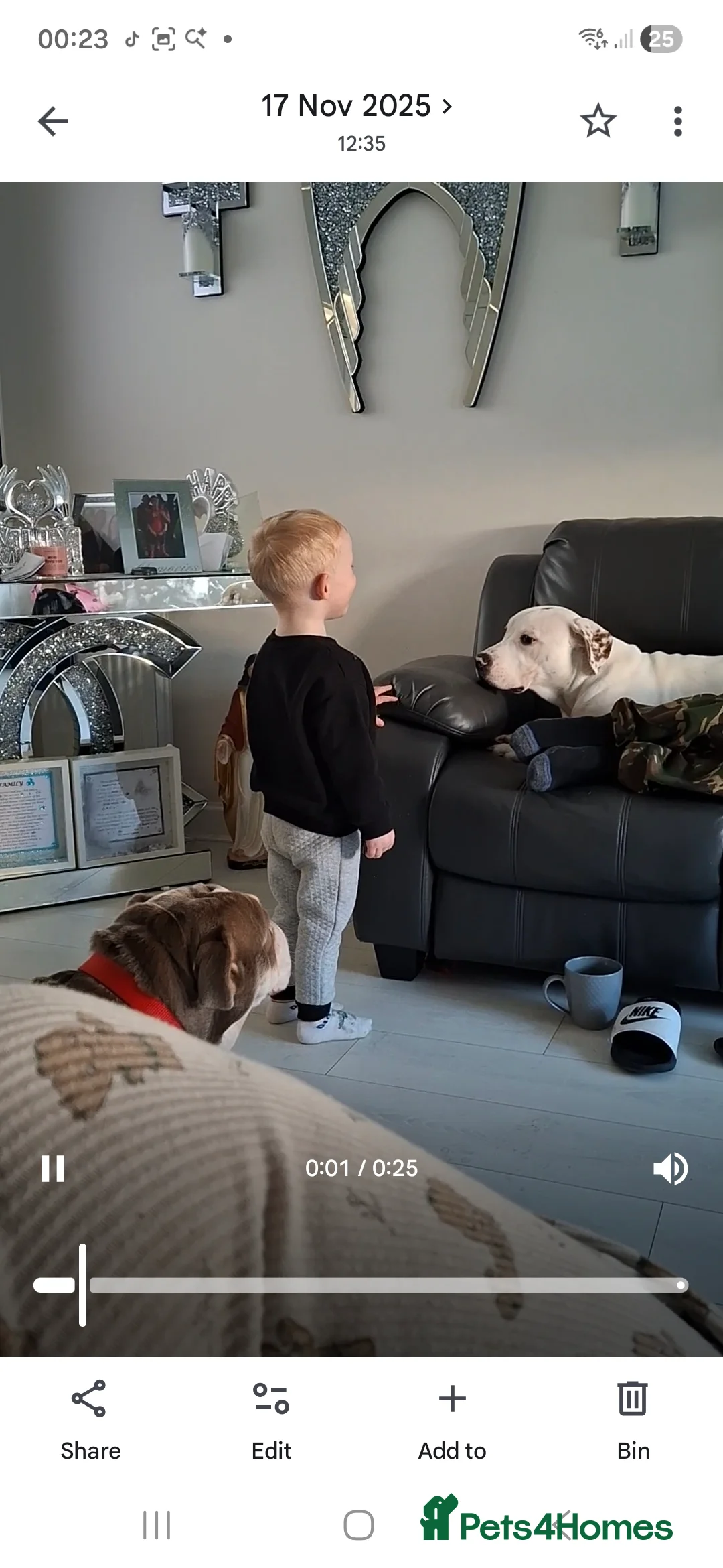 Mixed Breed dogs for sale: Puppy - Advert 2