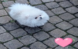 Pomeranian dogs for sale: ☁️RARE SOLID WHITE POMERANIANS ☁️ - Image 9