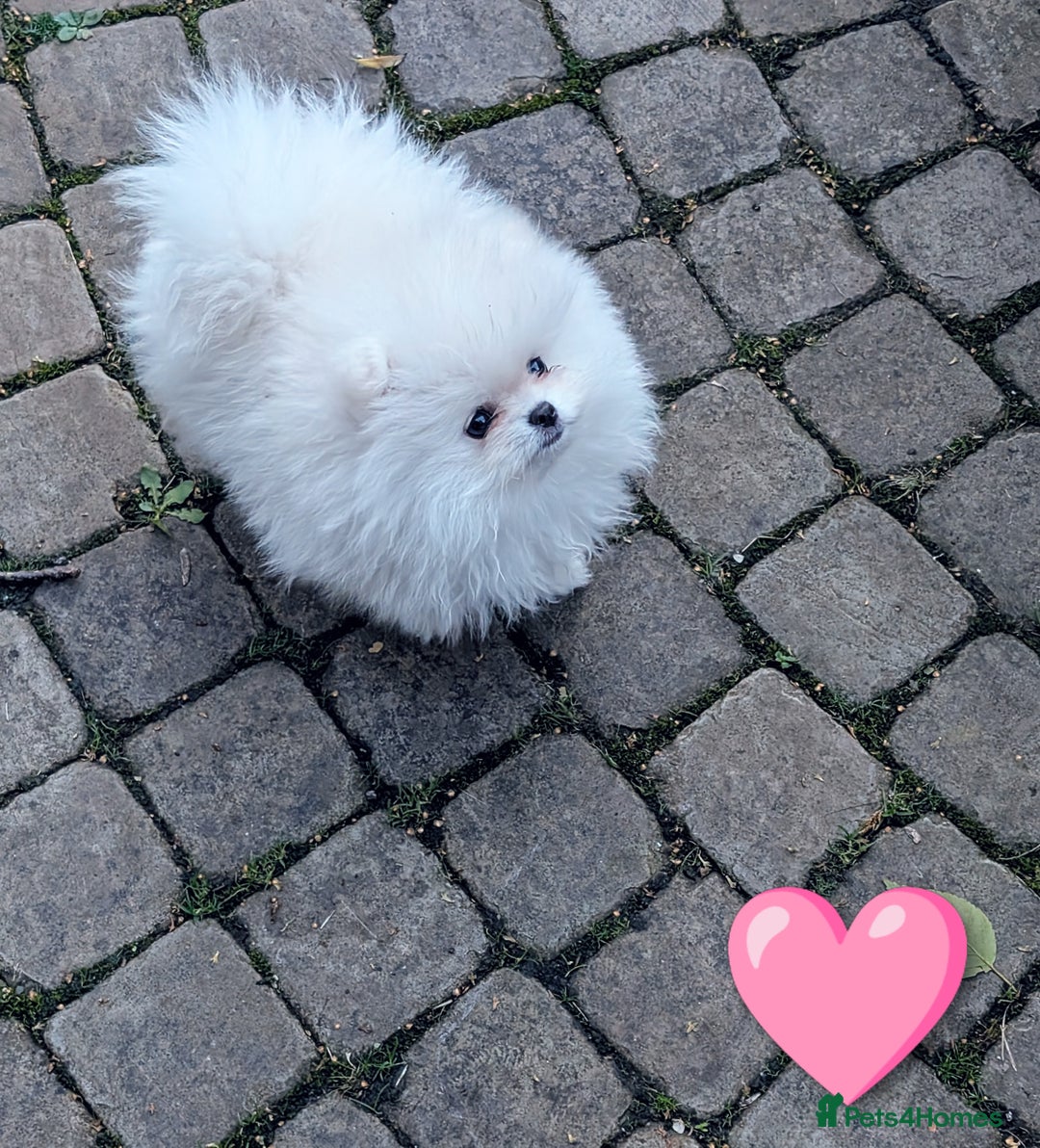 Pomeranian dogs for sale: ☁️RARE SOLID WHITE POMERANIANS ☁️ - Image 9
