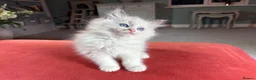 Ragdoll cats for sale: Active GCCF & TICA registered breeding ragdoll - Advert 6