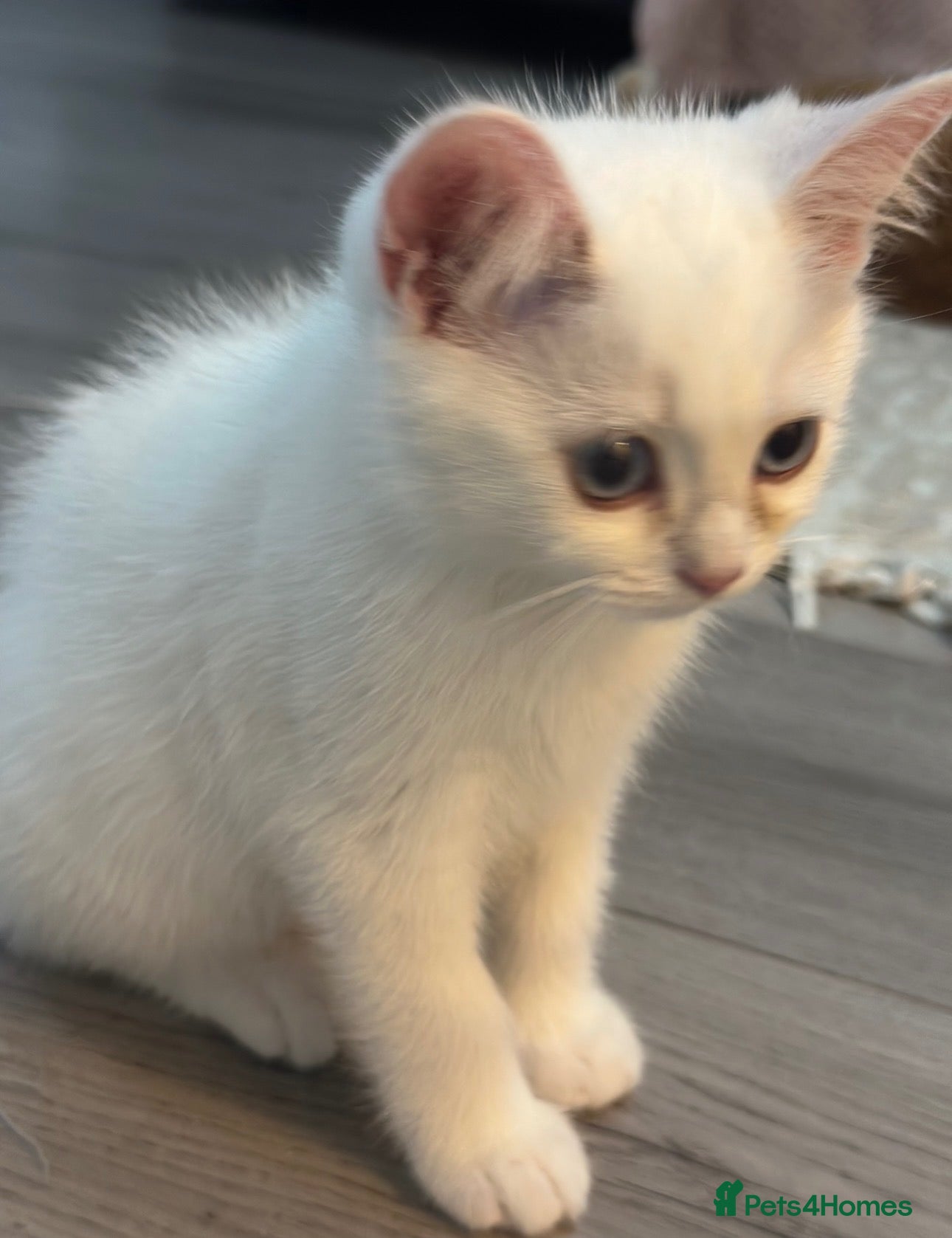 British Shorthair cats Beautiful Blue-Eyed Ragdoll × British Shorthair - Advert 1