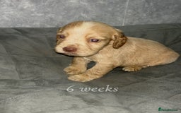 Cocker Spaniel dogs for sale: Cocker spaniel puppies  - Image 11