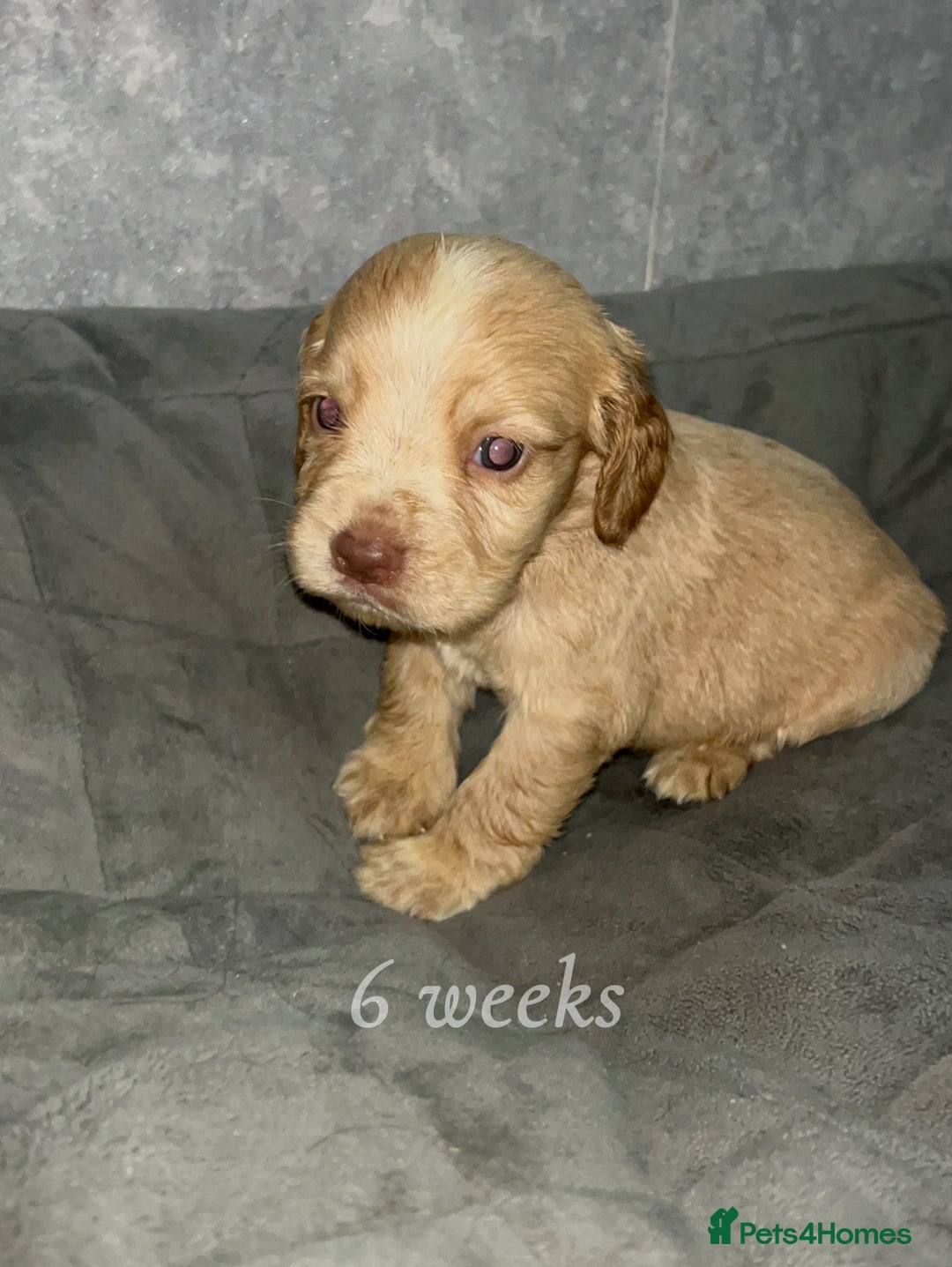 Cocker Spaniel dogs for sale: Cocker spaniel puppies  - Image 11