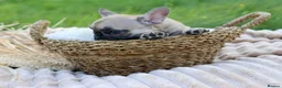 French Bulldog dogs for sale: KC Lilac, Black Tan French Bulldog - Advert 9