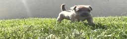 Jack Russell dogs for sale: Jack russel pups in Billericay - Advert 5