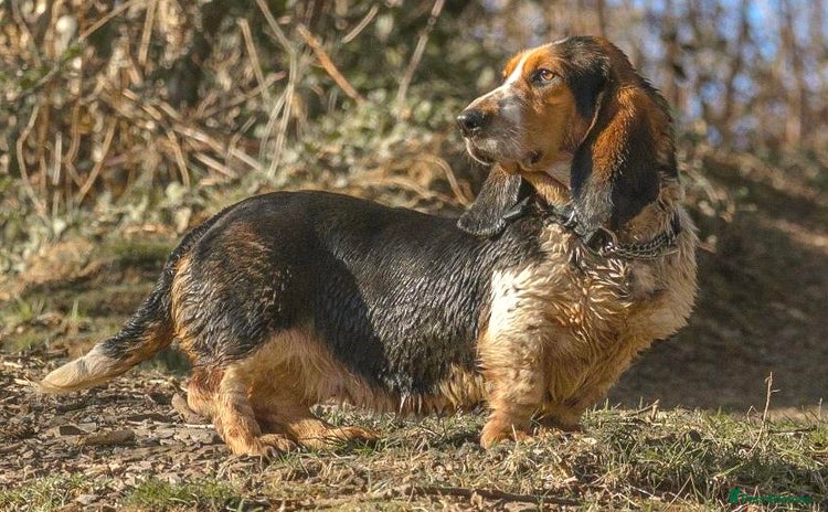 Basset Hound dogs - Advert 1