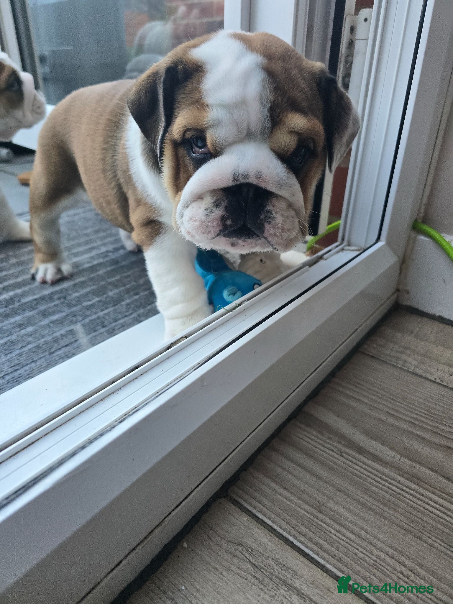 English Bulldog dogs 🐾 Last girl available  ready Thursday 🥰 - Advert 9