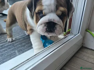 English Bulldog dogs 🐾 Last girl available ready Thursday 🥰 - Advert 9