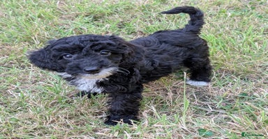 Cockapoo dogs in Rugby - Advert 5