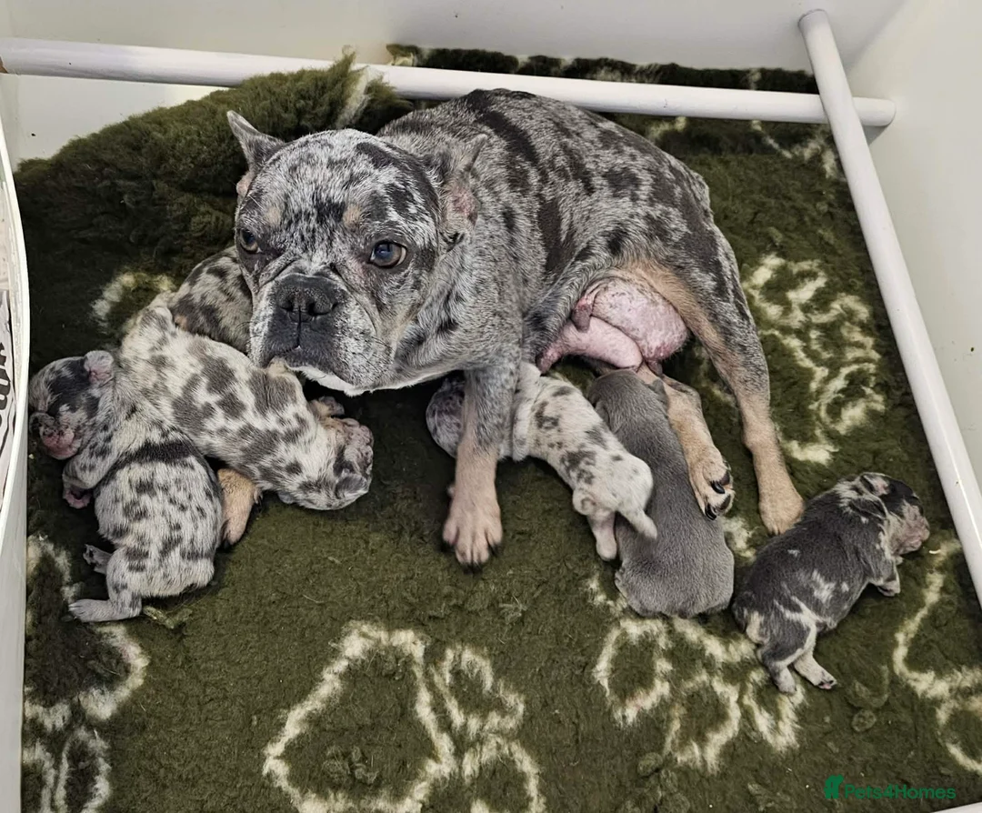 French Bulldog dogs for sale: French bulldog puppies  - Advert 1