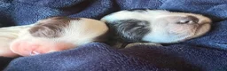 Cocker Spaniel dogs for sale: 2 x female cocker spaniel’s  - Advert 13