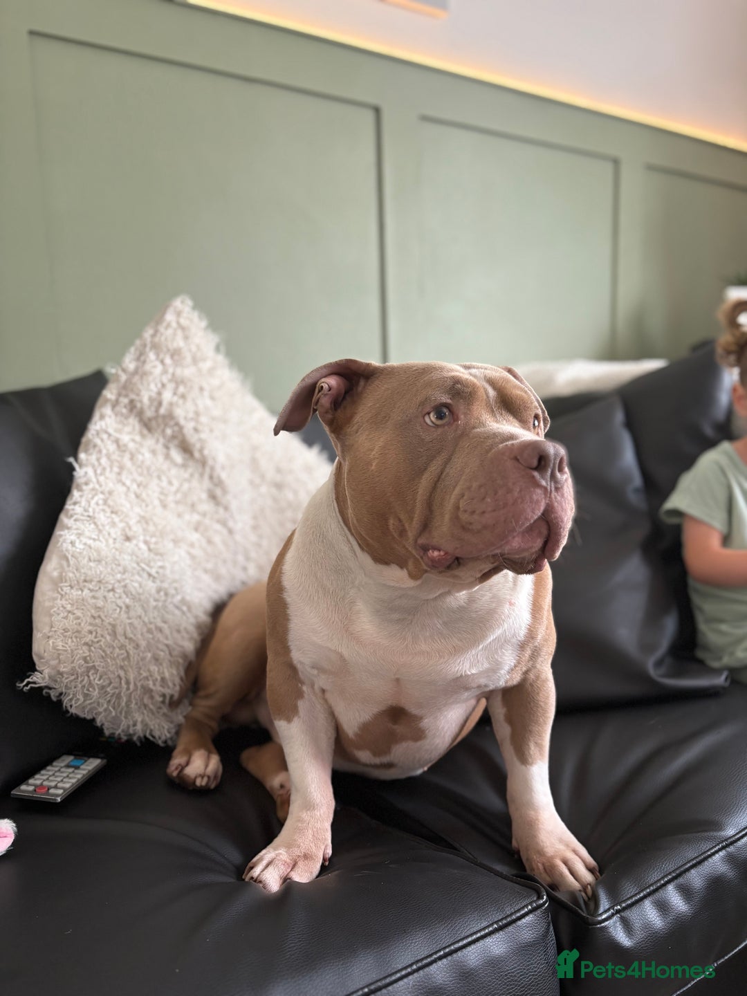 American Bully dogs for stud: ABKC Stunning Male Bully (BUDDY🐶) - Image 7