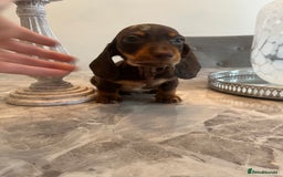 Miniature Dachshund dogs for sale: 🐾 Miniature Dachshund Puppies 🐶  - Image 10