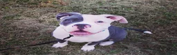 Dorset Olde Tyme Bulldogge dogs for stud: Beautiful old tymebulldog up for stud - Advert 14