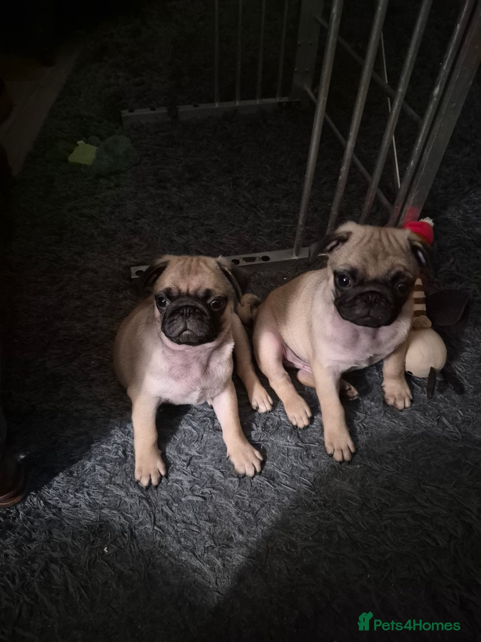 Pug dogs Pure bred pug puppies - Advert 2