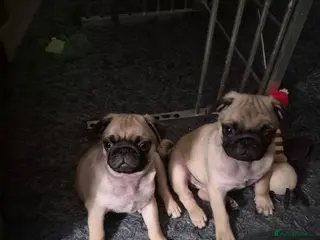 Pug dogs Pure bred pug puppies - Advert 2