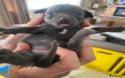 Mixed Breed dogs for sale: REDUCED only 2 left Tiny chiweenie puppy’s  - Image 26
