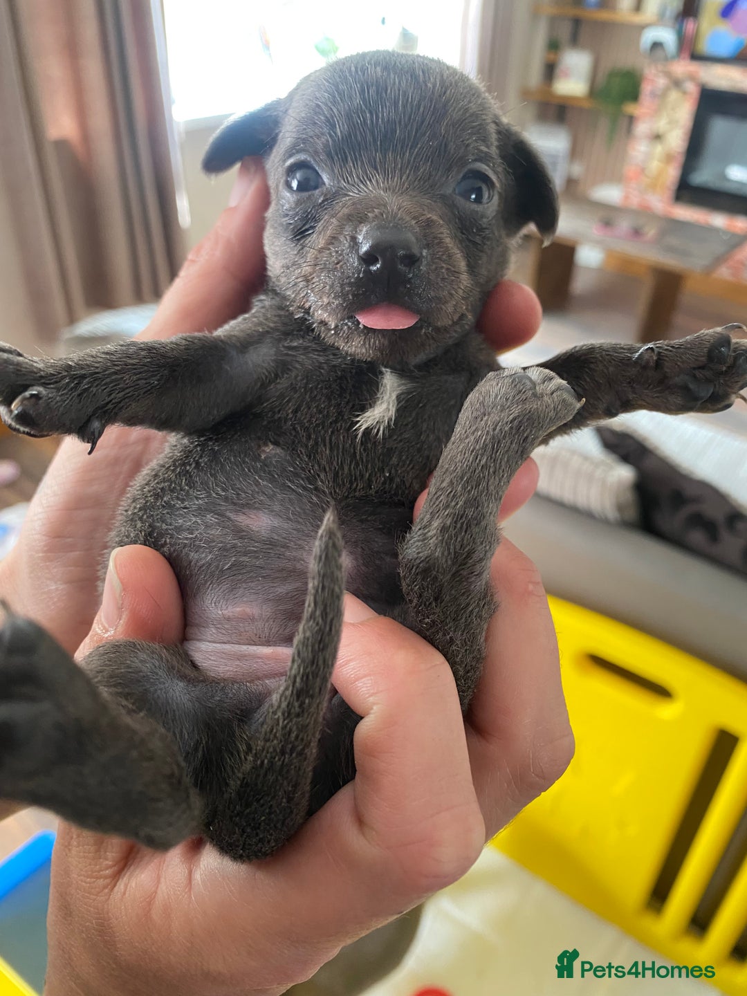 Mixed Breed dogs for sale: REDUCED only 2 left Tiny chiweenie puppy’s  - Image 26