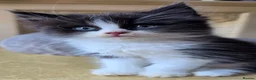 Persian cats for sale: Beautiful Ragdoll/Persian Kittens. - Advert 39