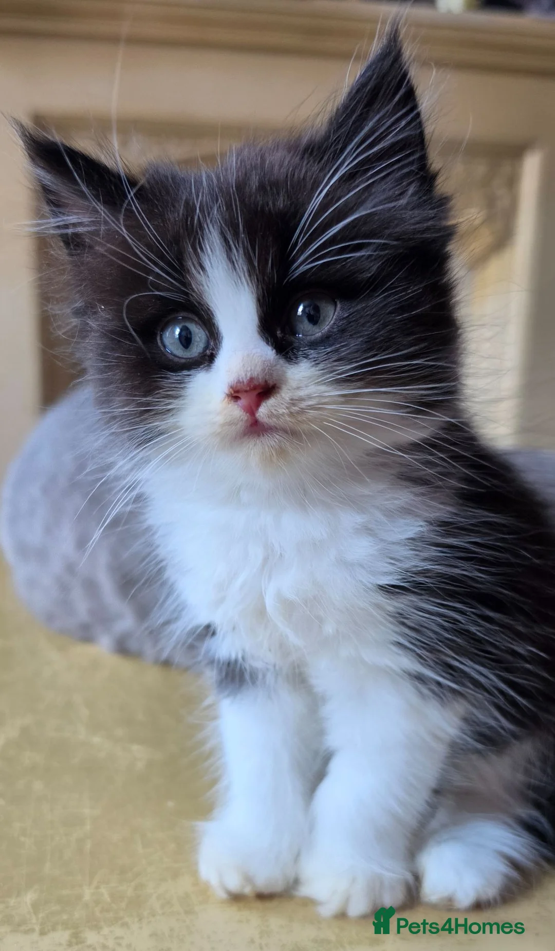 Persian cats for sale: Beautiful Ragdoll/Persian Kittens. - Advert 39