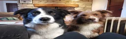 Border Collie dogs for stud: DNA cleared border collie for stud - Advert 9