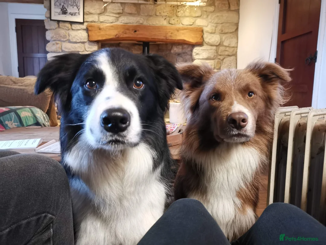 Border Collie dogs for stud: DNA cleared border collie for stud - Advert 9