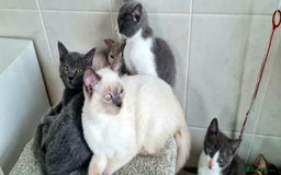 British Shorthair cats for sale: Beautiful Blue British, Lilac, Color point, Tabby  - Image 11