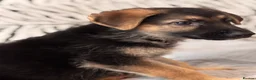 German Shepherd dogs for sale: Beautiful German Shepard Puppies - Advert 24